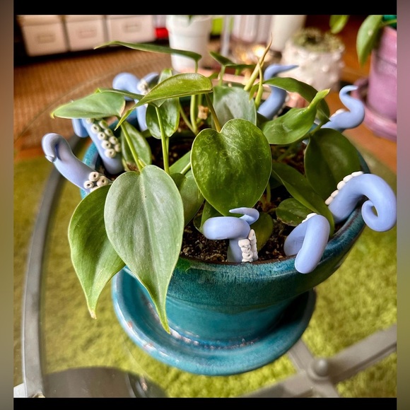 8 Baby Blue Sea Creature Tentacles 🦑Decor Tentacle Unique Modern Indoor Plant - Picture 8 of 10